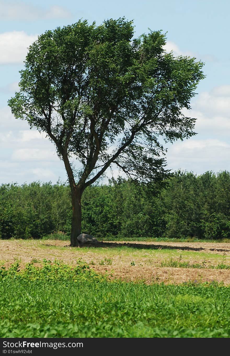 Lonely tree