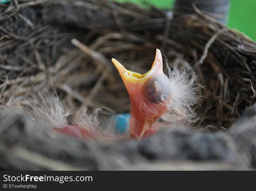 A newly hatched bird pops his head out of the nest with his beak open waiting for food. A newly hatched bird pops his head out of the nest with his beak open waiting for food.