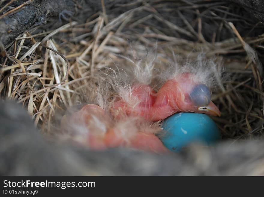A newly hatched baby bird sleeps over unhatched egg. A newly hatched baby bird sleeps over unhatched egg.