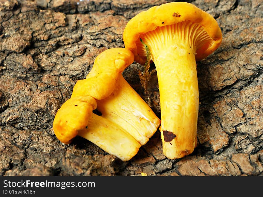 Chanterelles