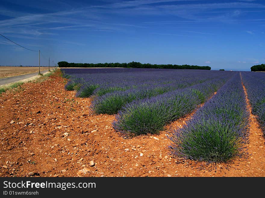 Lavender fields in Provence, Alpes de Haute Provence