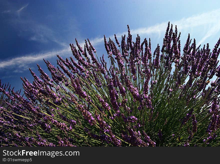 Lavender flowers in Provence, Alpes de Haute Provence. Lavender flowers in Provence, Alpes de Haute Provence