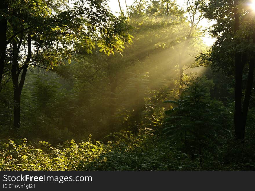 Sunrise in the foggy morning