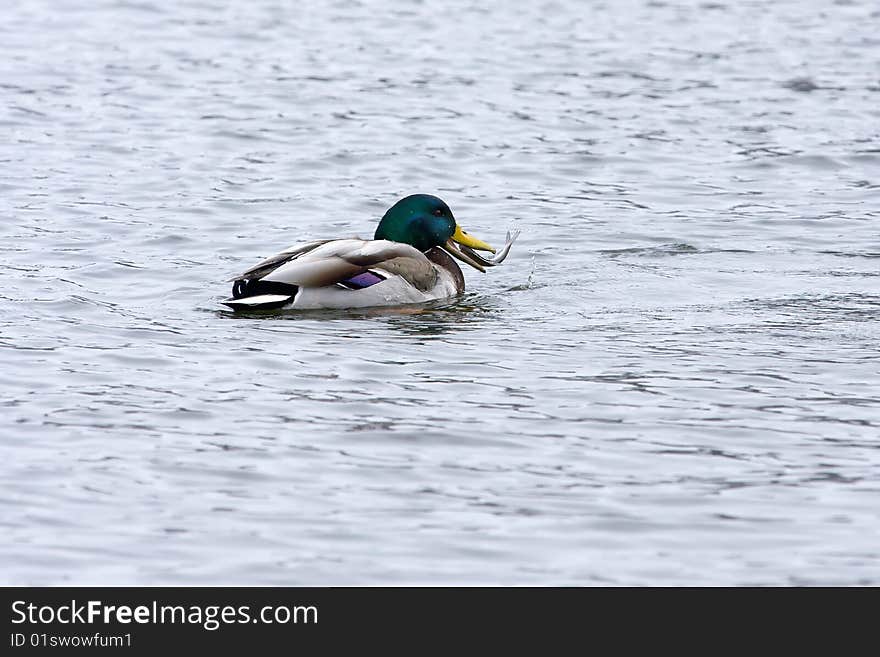 Mallard Eating A Fish