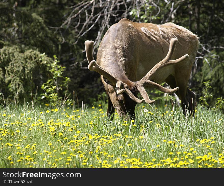 Bull Elk Grazing