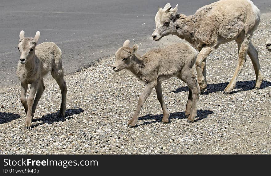 Sheep family.