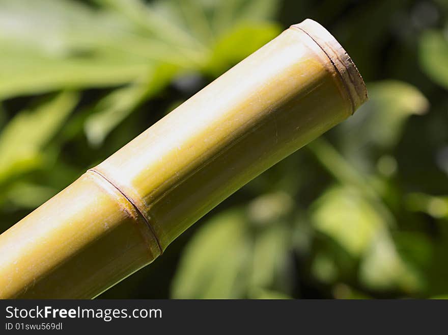 A bamboo stick closeup on green background. A bamboo stick closeup on green background.