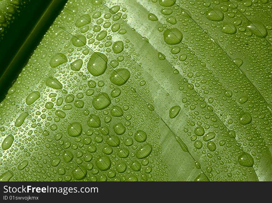 Water drops on a leaf macro.