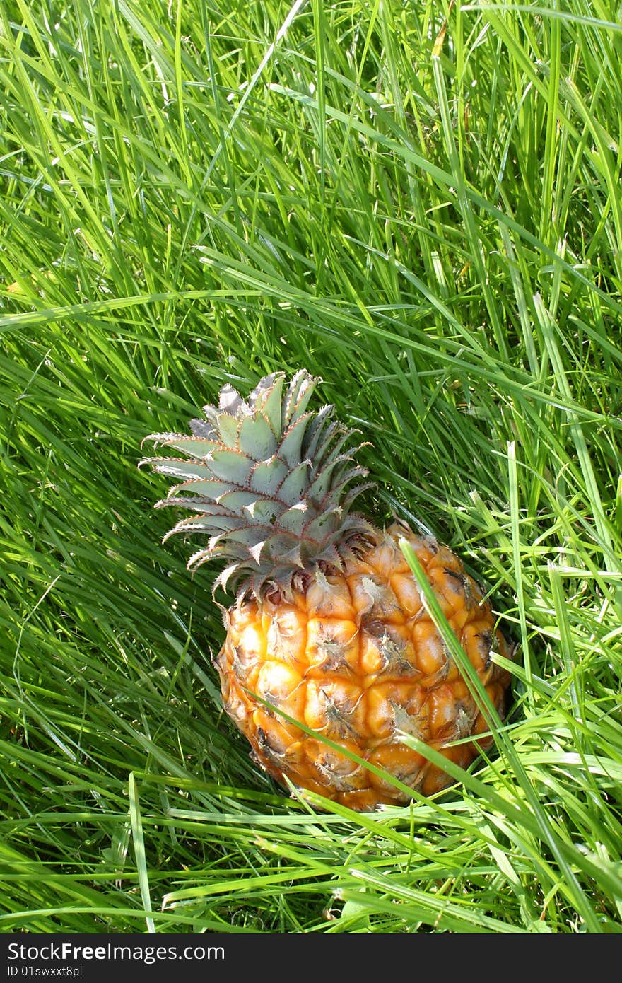 Yellow Pineapple