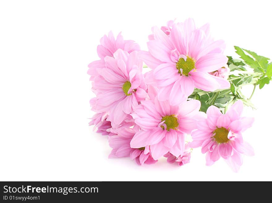 Flowers, asters on a white background, it is isolated