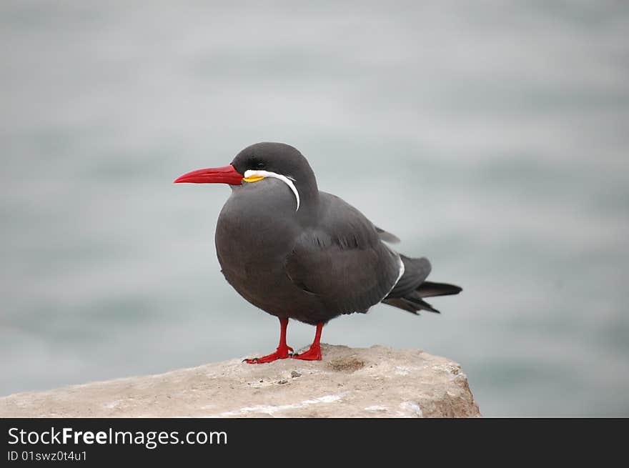 Inca tern looking at ocean from rock perch in Lima, Peru