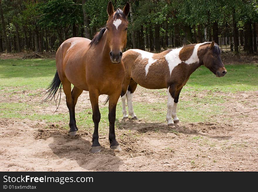 Two horses