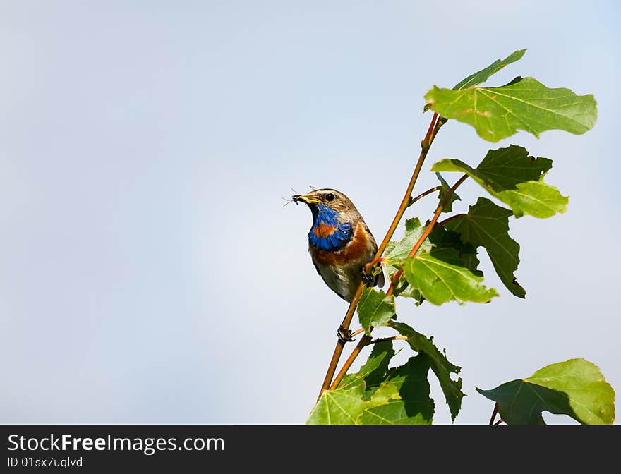 Bird with prey on a branch