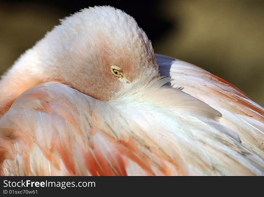 Sleeping flamingo