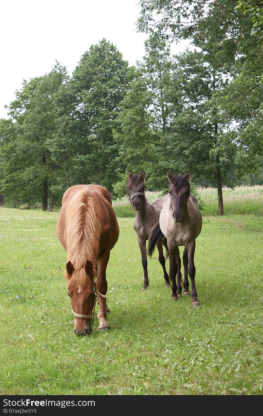 Konik polski - polish primitive horses with draught-horse mare