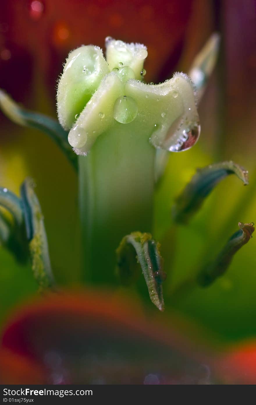 Bright red tulip in the setting sun after rain