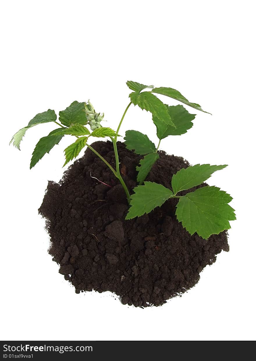 Green plant over white background