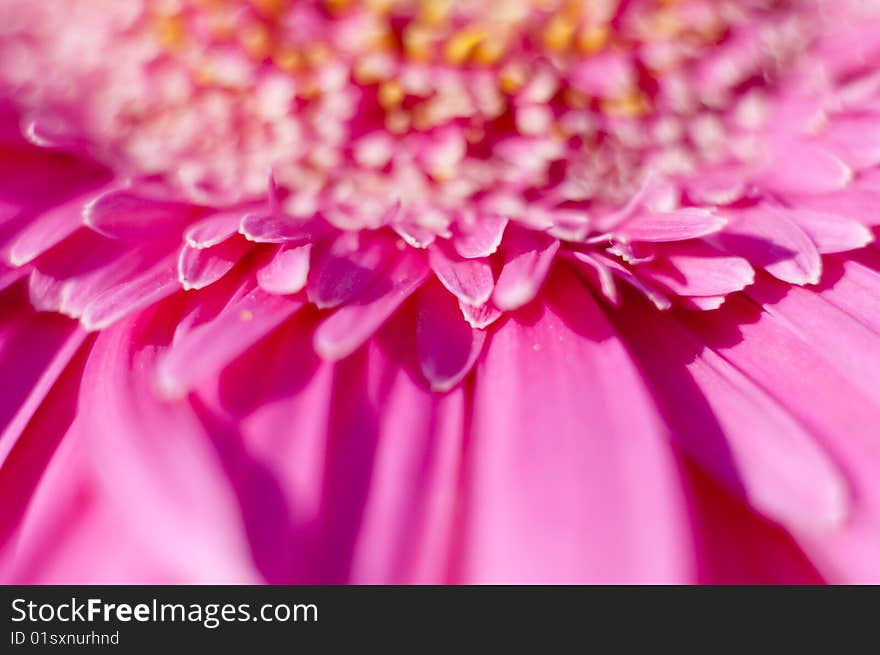 Flower detail picture with vivid colors and textures. Flower detail picture with vivid colors and textures.