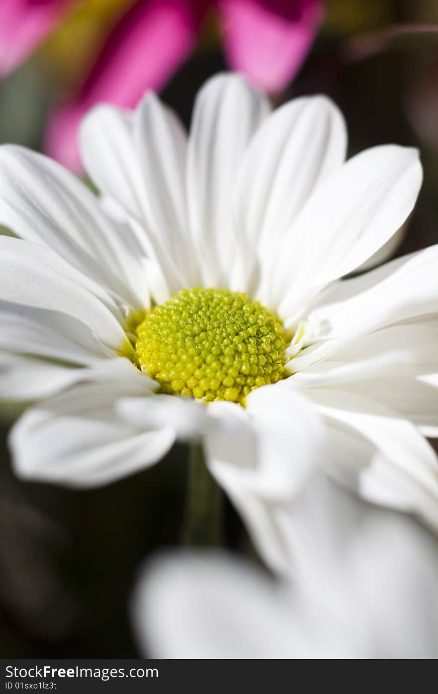 Flower detail  picture with vivid colors and textures. Flower detail  picture with vivid colors and textures.