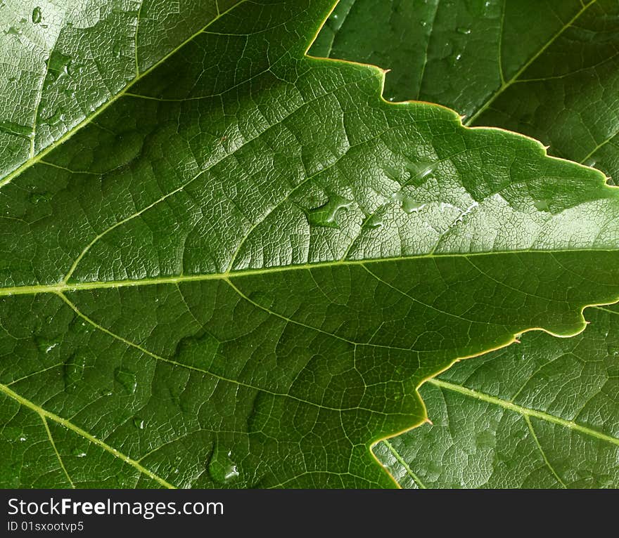 Picture of leaf with water drops. Abstract background.