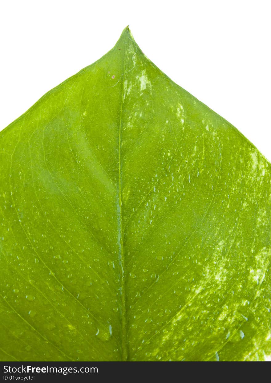 Picture of a leaf with rain drops