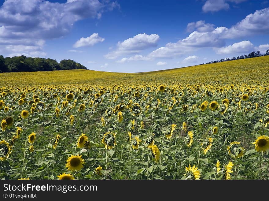 Sunflower Field