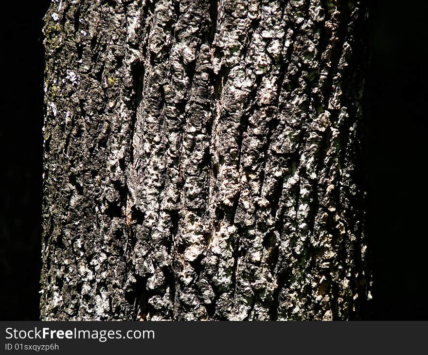 Bark Of  The Tree