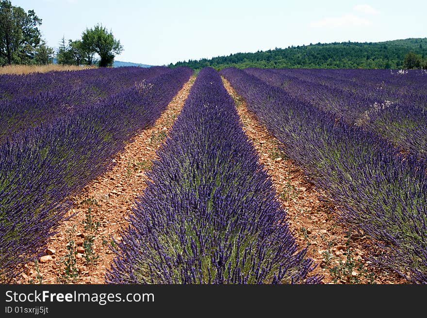 Rows of Lavender in a field below Sault, Provence, France