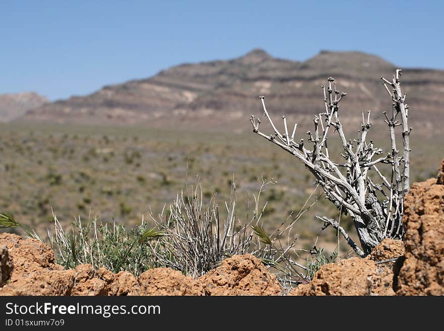 Joshua trees in Mojave Desert in California. Joshua trees in Mojave Desert in California