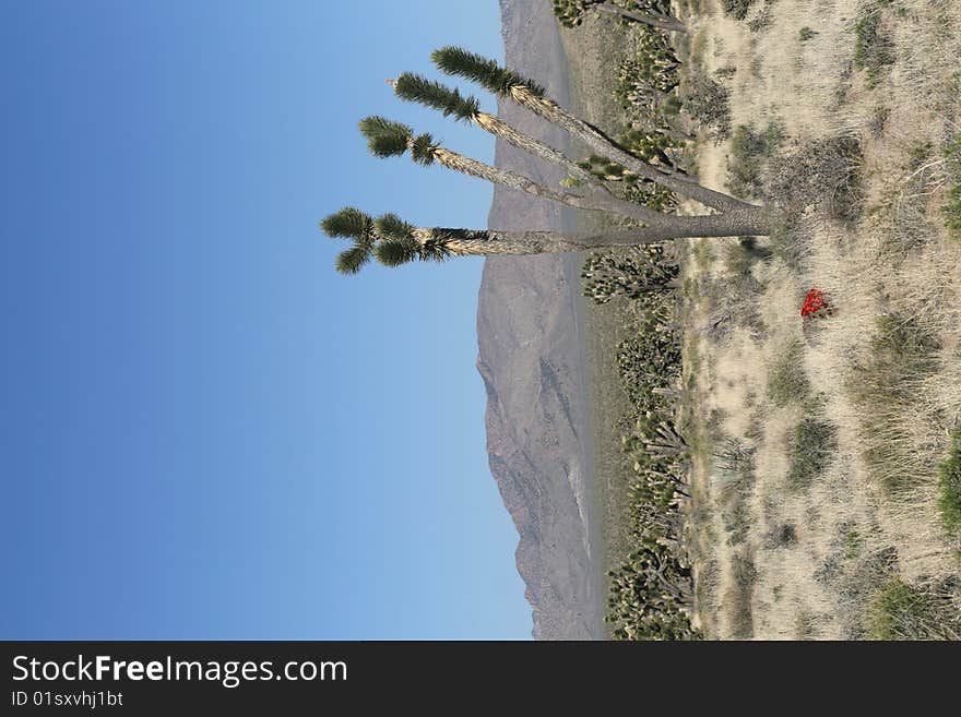 Joshua trees in Mojave Desert in California