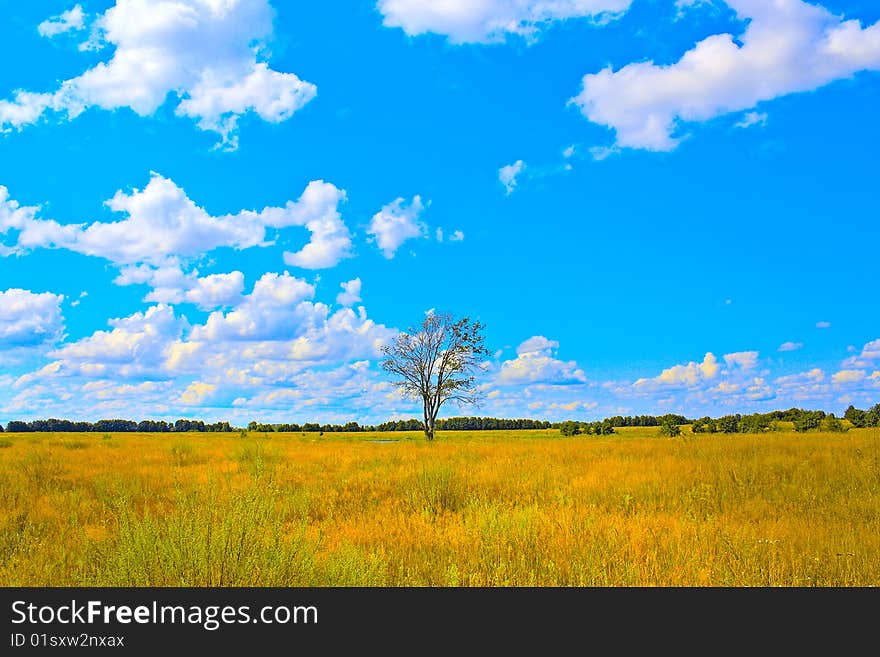 Lonely dead tree in the field.