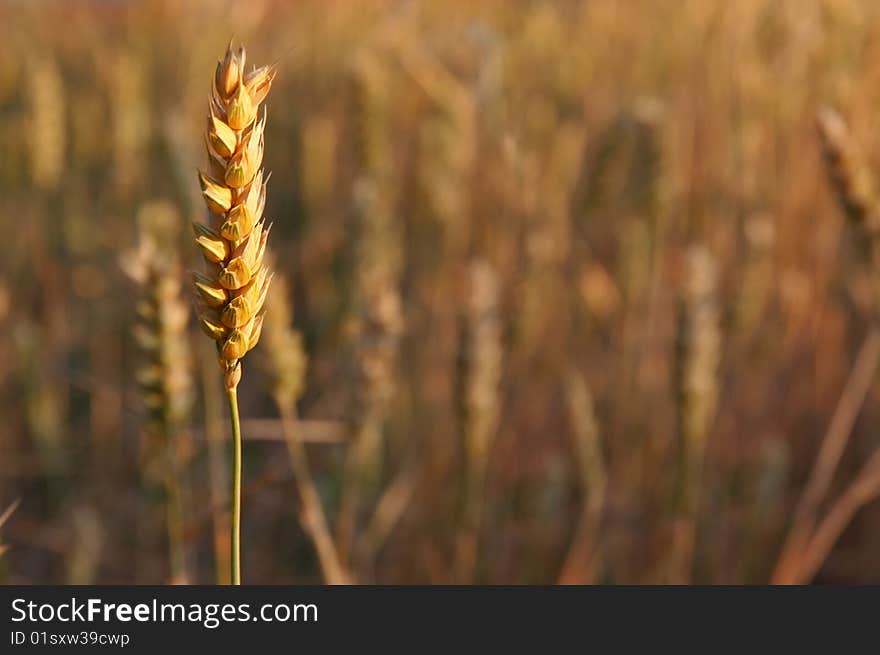 An image of a sole wheat spike in a wheat field