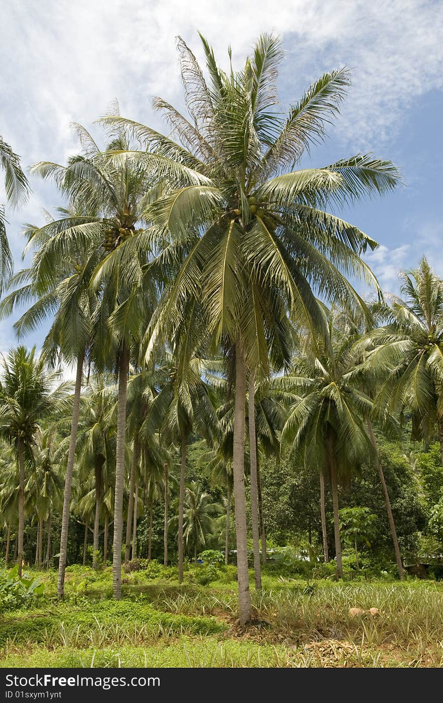 Coconut palm trees. Thailand. Jungle.