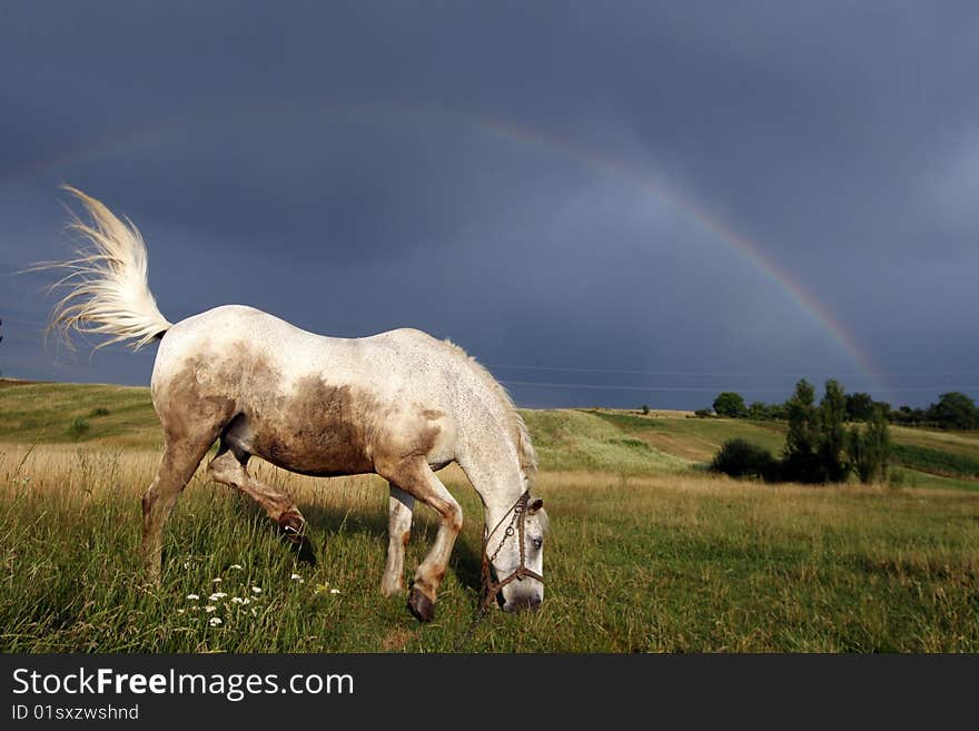 Horse under a rainbow