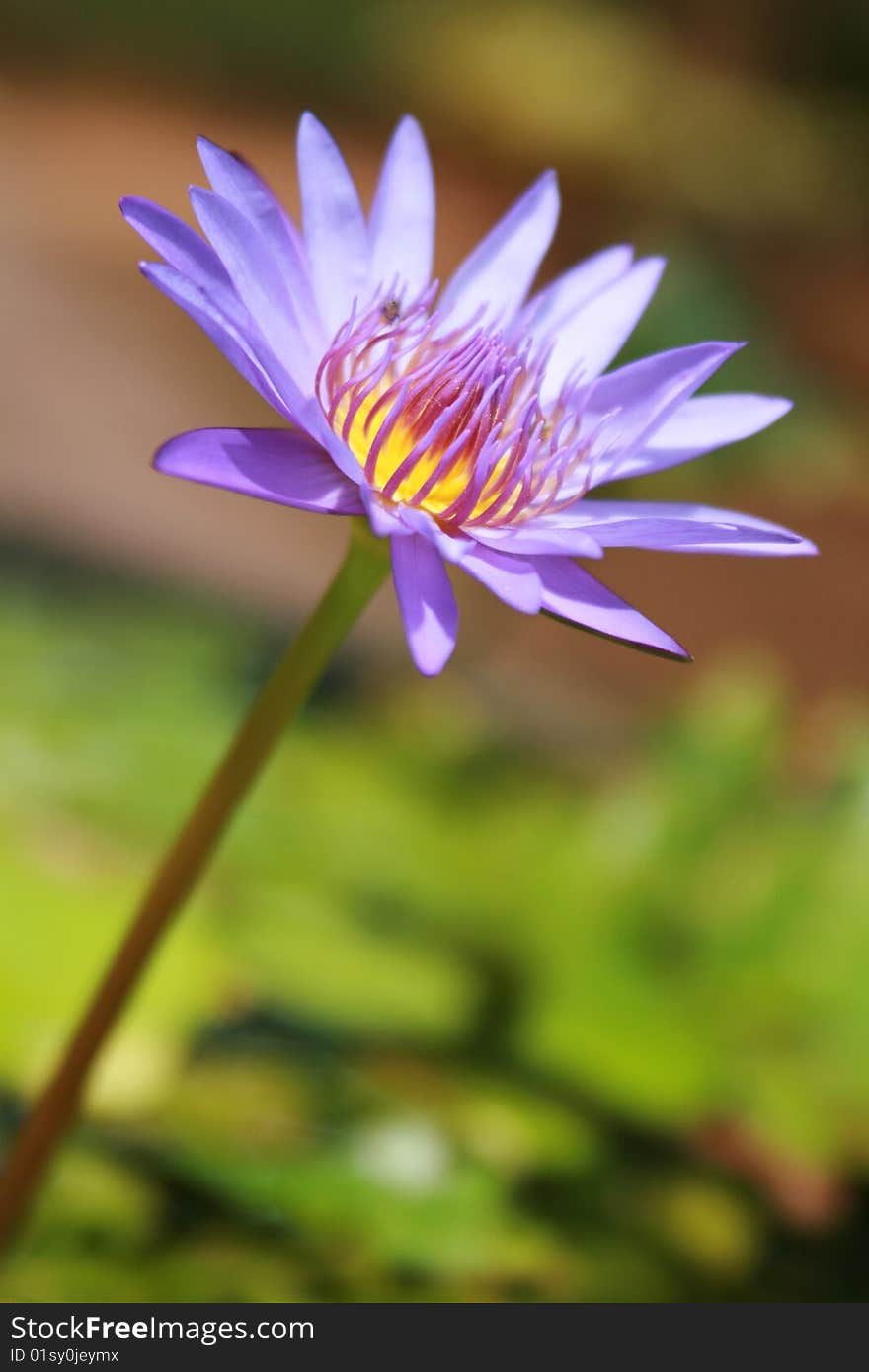 Pink Lotus or water lily in a pond