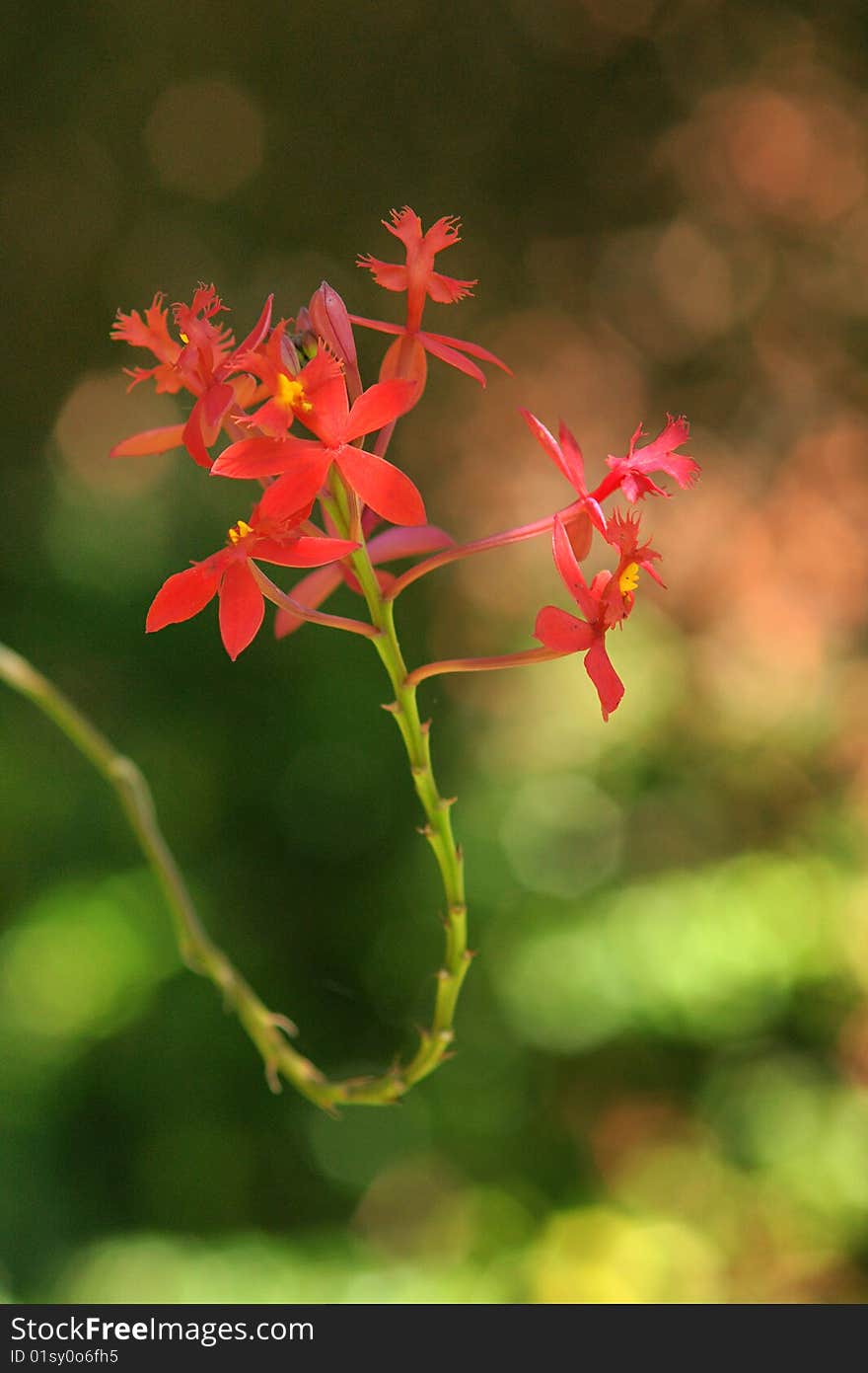 Tree Orchid held up in offering