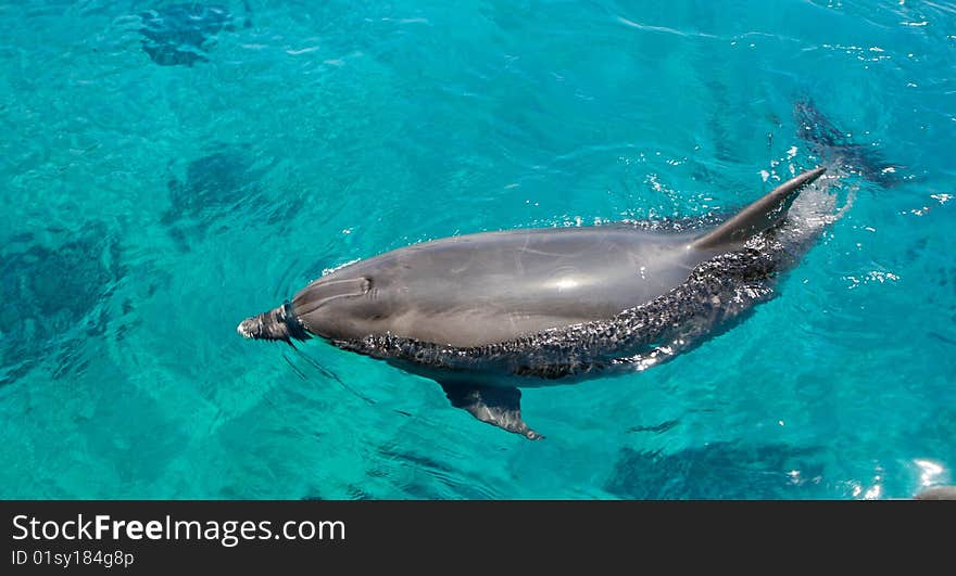 Bottlenose Dolphin Swims In Sea