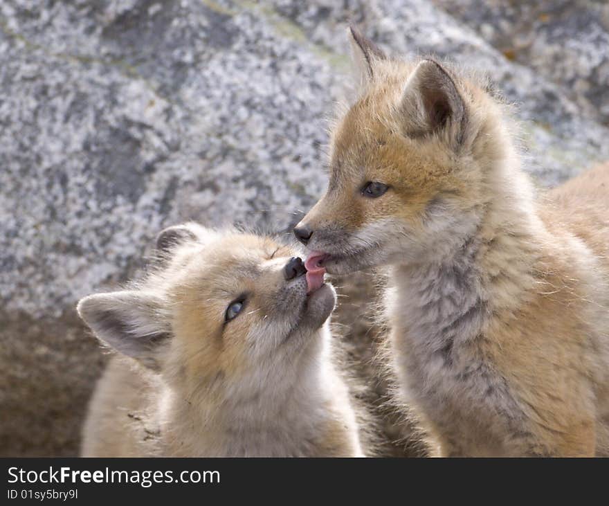 Tongue Tied - two red fox kits taste each others last meal.