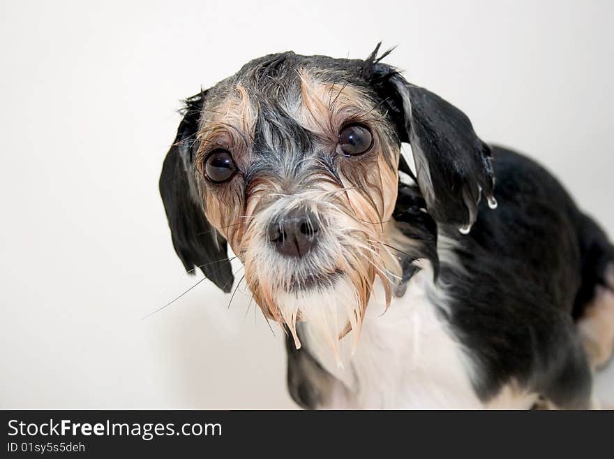 Little wet dog taking a bath