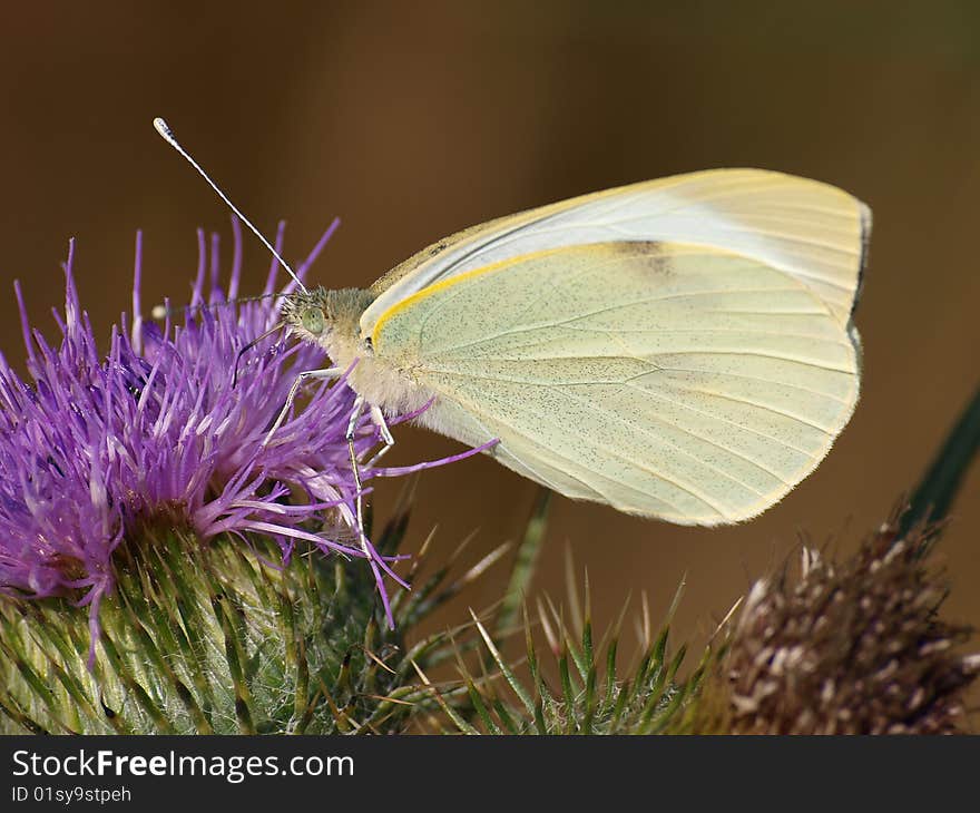 Large white butterfly on thistle