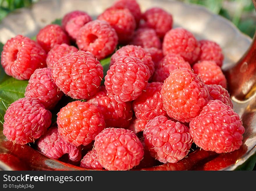 Red  raspberry