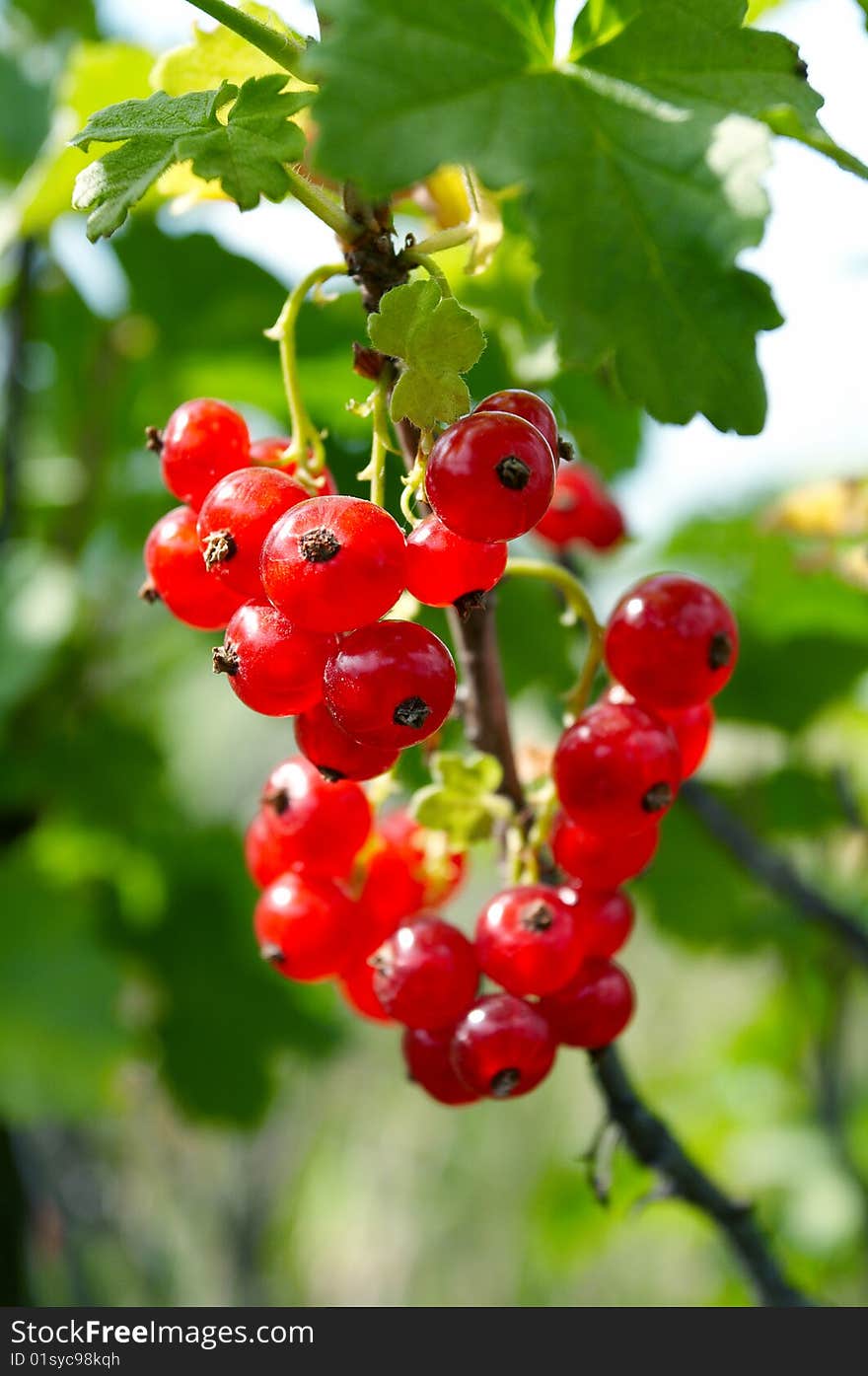 Cluster red currant