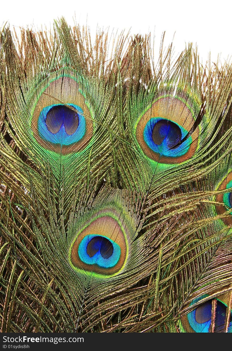 Old fan of feathers of a peacock. Old fan of feathers of a peacock.