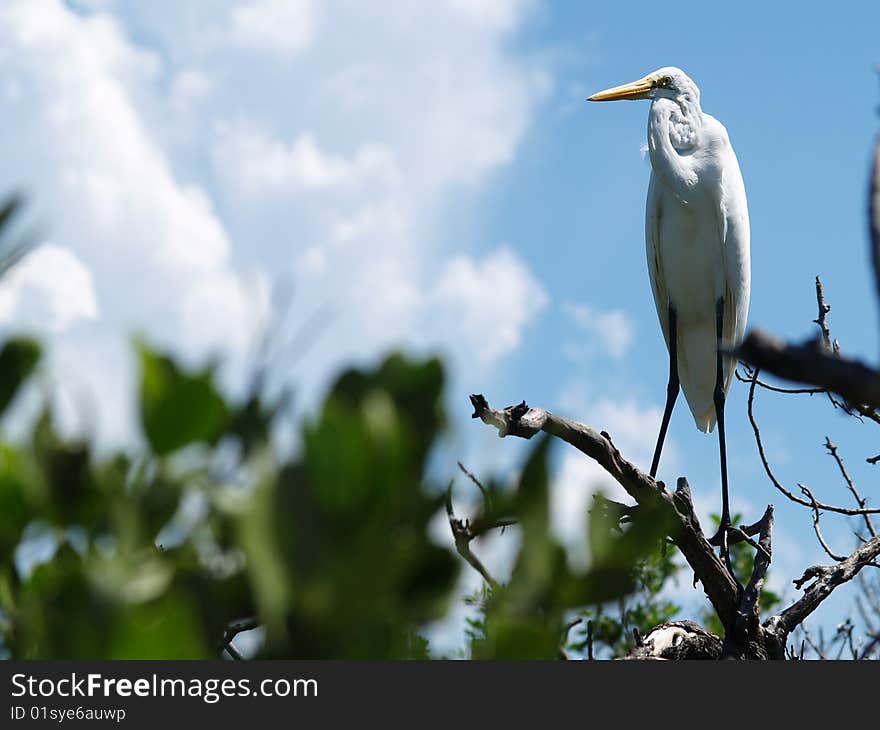 Egret in Florida Keys with blue skies. Egret in Florida Keys with blue skies