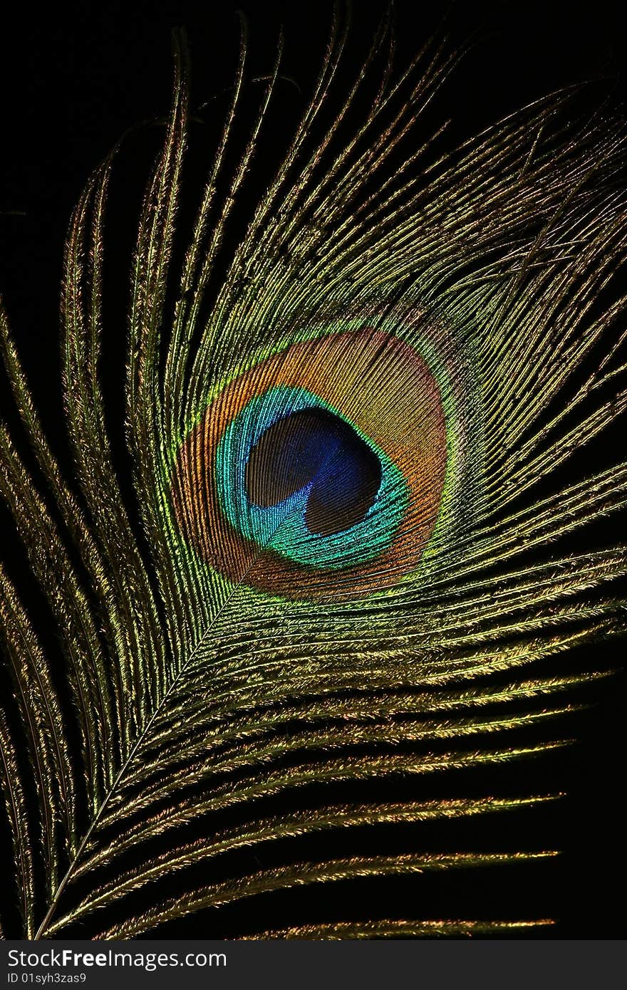 Classical feather of a peacock. The peacock eye. Classical feather of a peacock. The peacock eye
