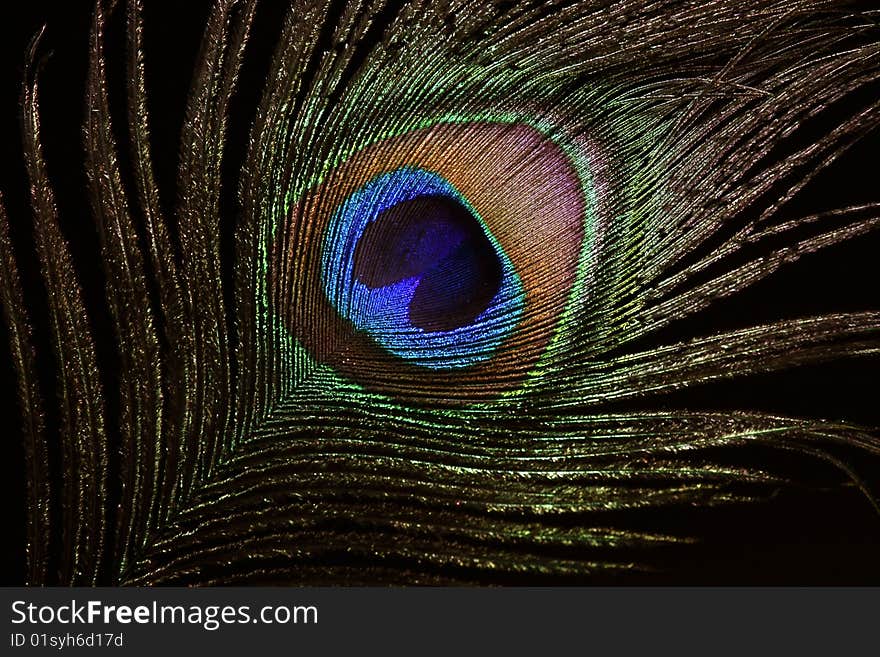 Classical feather of a peacock. The peacock eye. Classical feather of a peacock. The peacock eye