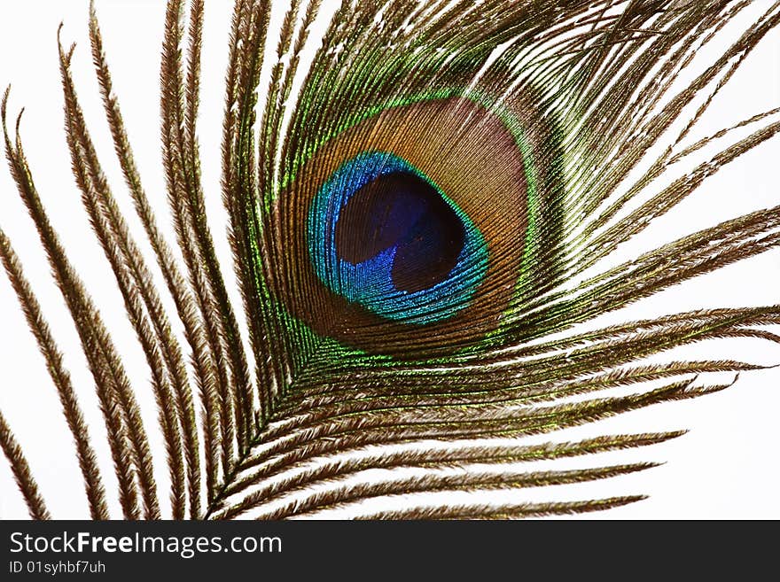 Classical feather of a peacock. The peacock eye. Classical feather of a peacock. The peacock eye