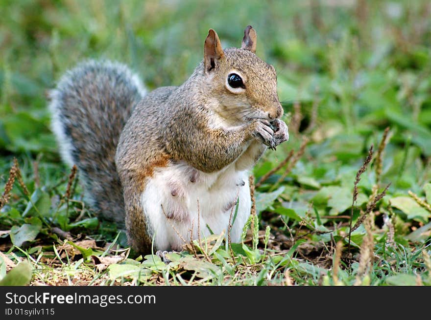 A Mother Squirrel eating, shallow depth of field with focus on face, horizontal with copy space