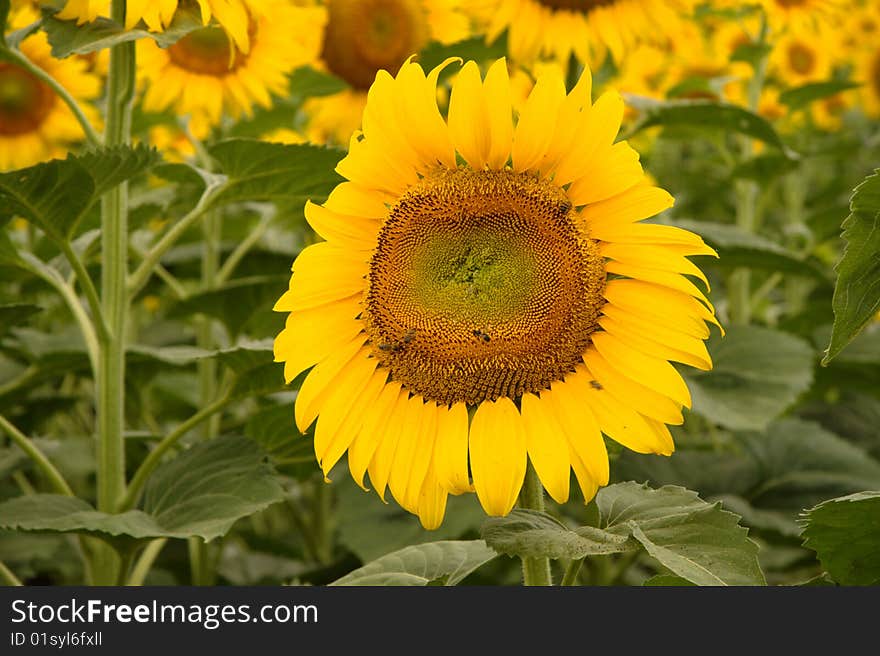 Sunflower with bees on green leaf background.