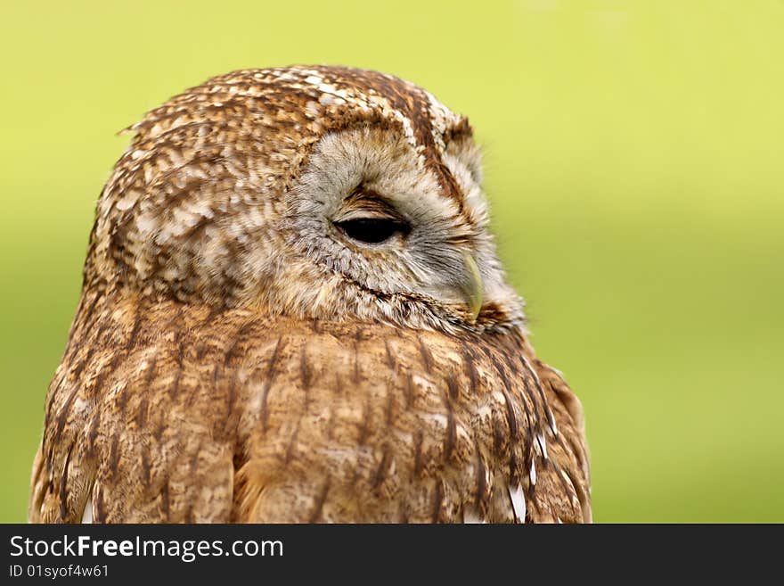 Brown owl